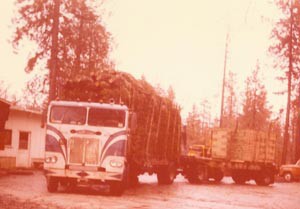 Loading wood stands on a truck of trees, 1973